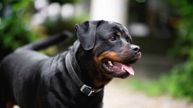 When Does a Rottweiler Reach Old Age?