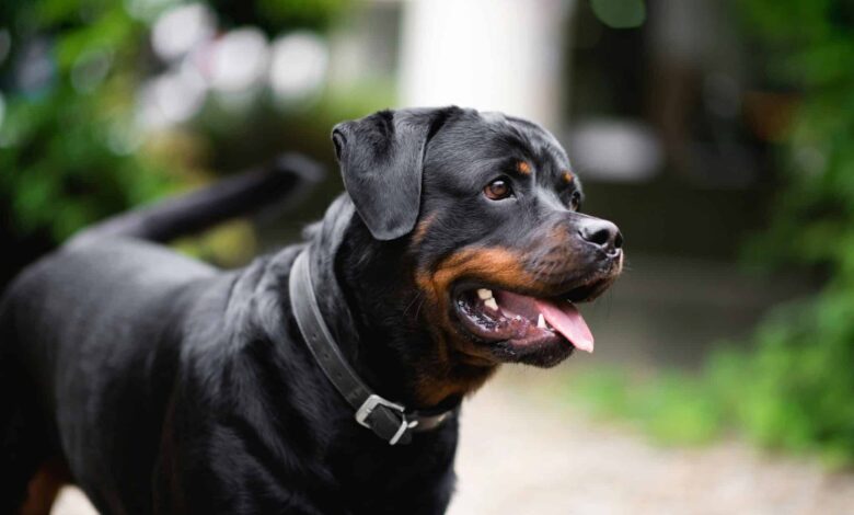 When Does a Rottweiler Reach Old Age?
