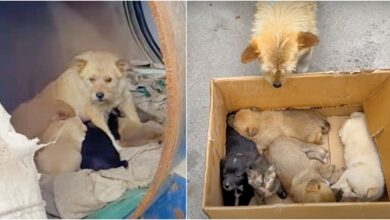Woman Meets Dog Living in a Crate with Her Puppies But They 'Aren't All Puppies'