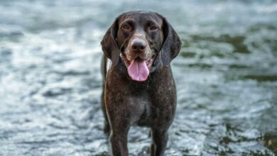 14 Dog Breeds That Are Natural Pack Leaders