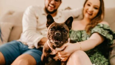 Top 12 Dog Breeds for Married Couples