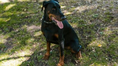 When do Dobermans get old?