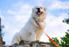 8 Dog Breeds Prone to Deadly Bloat