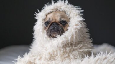 11 Dog Breeds That Just Want to Curl Up Under the Blankets All Day