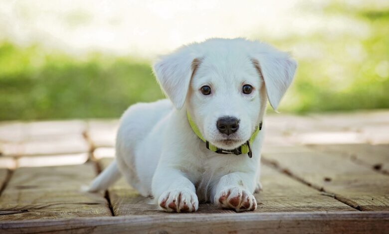 Top 15 Low-Maintenance Dog Breeds for Busy Owners