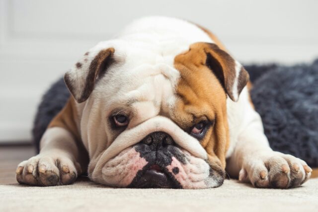 11 Dog Breeds With The Most Silly Sleeping Positions