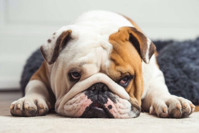 11 Dog Breeds That Can Sleep Anytime, Anywhere