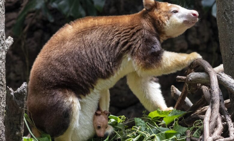 Baby kangaroo makes public debut at Bronx Zoo: NPR