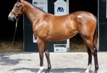 Not this time Filly Power at Saratoga auction