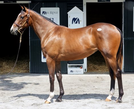 Not this time Filly Power at Saratoga auction