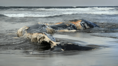 Federal government must reconsider allowing offshore wind whale harassment – ​​Watts Up With That?