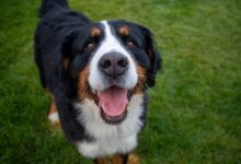7 Signs You're a Bernese Mountain Dog Parent