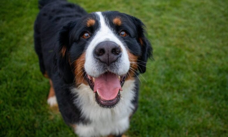 7 Signs You're a Bernese Mountain Dog Parent