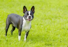 How Long Should My Boston Terrier Sleep?