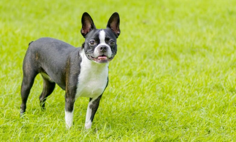 How Long Should My Boston Terrier Sleep?