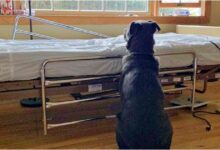 The dog sat by his father's hospital bed after he passed away, refusing to accept the fact that his father was gone.