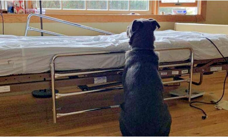 The dog sat by his father's hospital bed after he passed away, refusing to accept the fact that his father was gone.