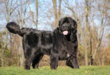 7 Signs You're a Newfoundland Puppy Parent