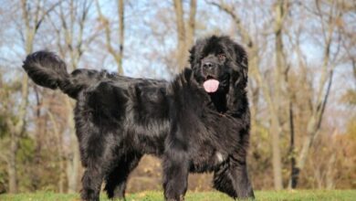 7 Signs You're a Newfoundland Puppy Parent