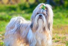 Top 12 Dog Breeds for Single People