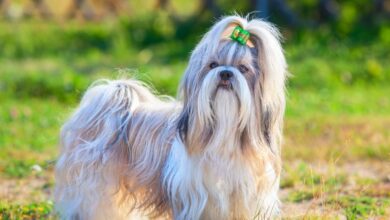 Top 12 Dog Breeds for Single People