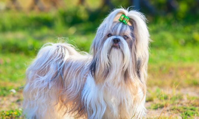 Top 12 Dog Breeds for Single People