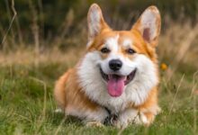 15 Most Kid-Friendly Dog Breeds