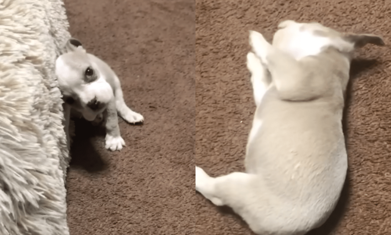 Recovering puppy 'captures' thousands of hearts with adorable act on rescue shelter bed