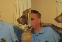 A dad's hilarious attempt to ignore his stubborn dog Gus backfires in the funniest way possible.