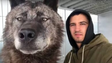 Man lives with 'biggest' wolf on the planet and plays with it like it's a puppy