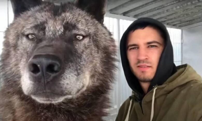 Man lives with 'biggest' wolf on the planet and plays with it like it's a puppy