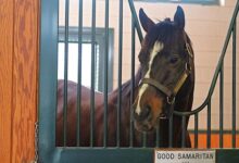 Good Samaritan Sold to Chile's Haras Mocito Guapo