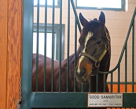 Good Samaritan Sold to Chile's Haras Mocito Guapo