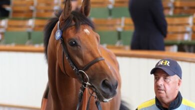 Active Runners stands out with Tattersalls September sale