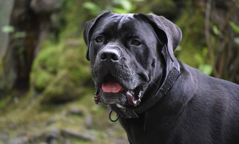 How Long Should My Cane Corso Sleep?