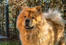 How Long Should My Chow Chow Sleep?