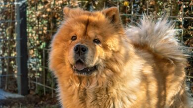 How Long Should My Chow Chow Sleep?