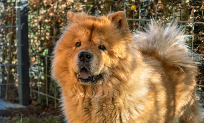 How Long Should My Chow Chow Sleep?