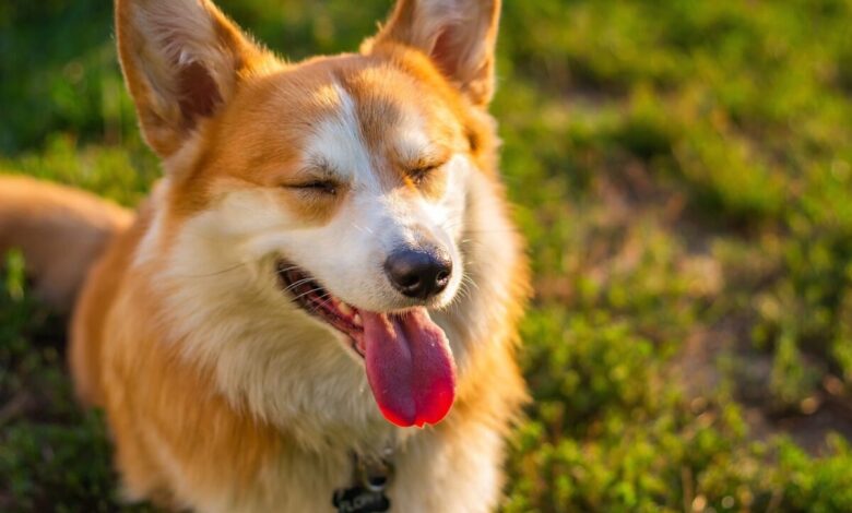 11 Dog Breeds That Are Most Gentle With The Elderly