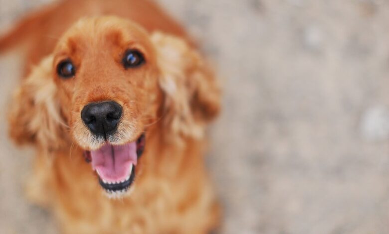 8 Best Dog Foods for Cocker Spaniels with NO Fillers