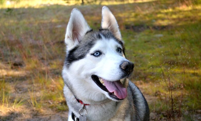 9 beautiful blue eyed dog breeds