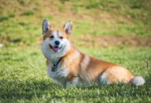 21 Best Dog Breeds for First Time Dog Owners