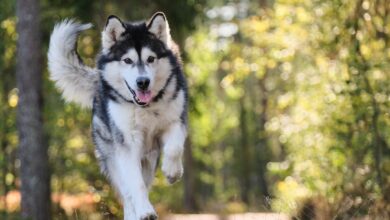 11 famous dog breeds with extremely high hunting instincts