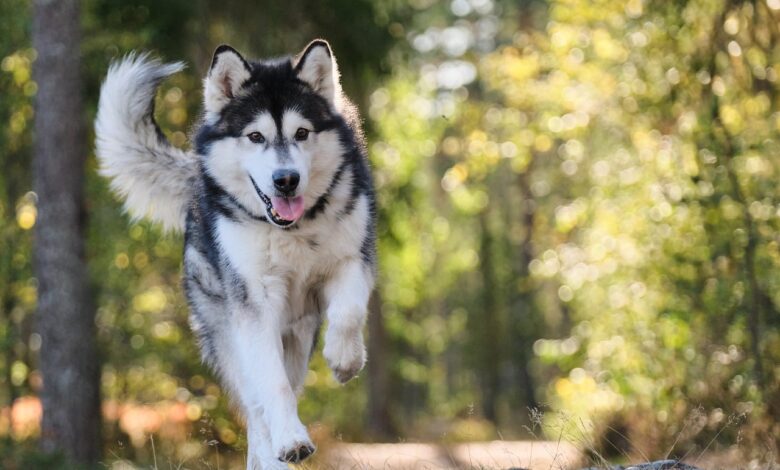 11 famous dog breeds with extremely high hunting instincts