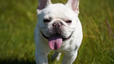 15 Best Dog Breeds for People in Their 30s