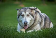 8 Best Dog Foods for Alaskan Malamutes with NO Fillers