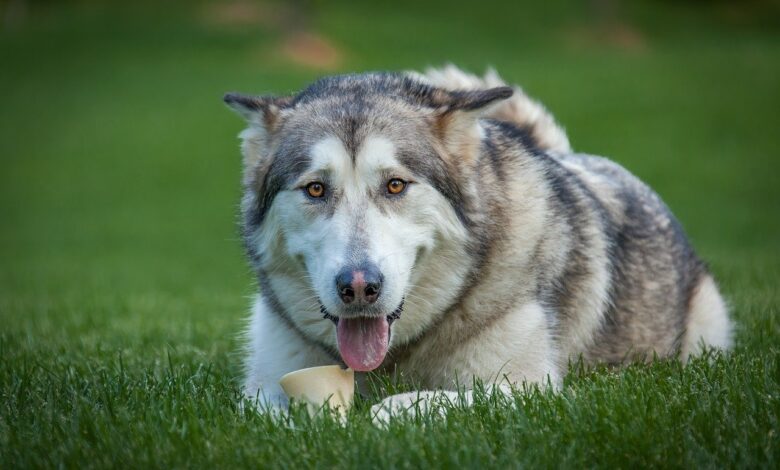 8 Best Dog Foods for Alaskan Malamutes with NO Fillers