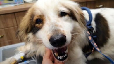 Even in pain, this dog smiled throughout the treatment.