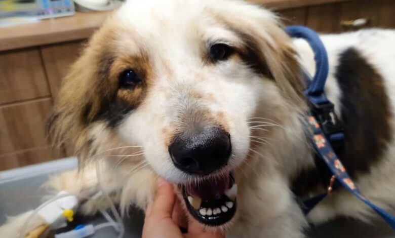 Even in pain, this dog smiled throughout the treatment.