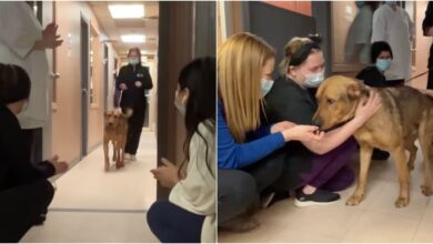 Shelter Dog Gives Every Employee A Kiss Goodbye As He Leaves